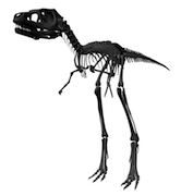 juvenile T. rex