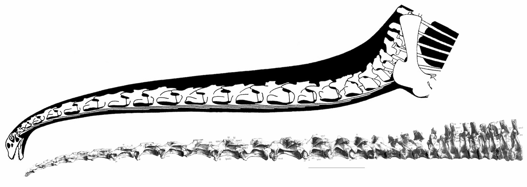 Mamenchisaurus presacral series