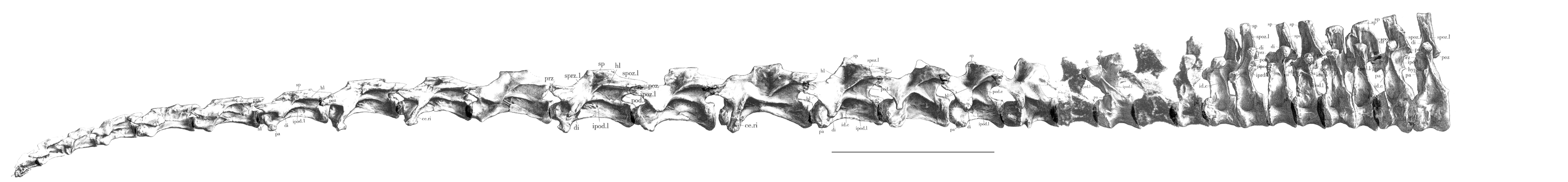 Mamenchisaurus presacral series