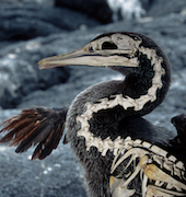 flightless cormorant with Xray effect