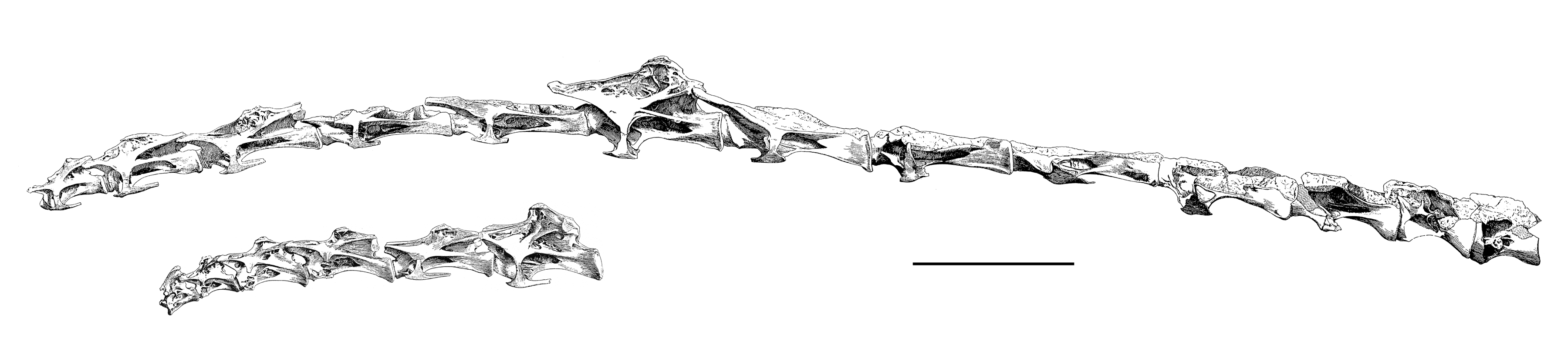 Brachiosaurus SII cervical series